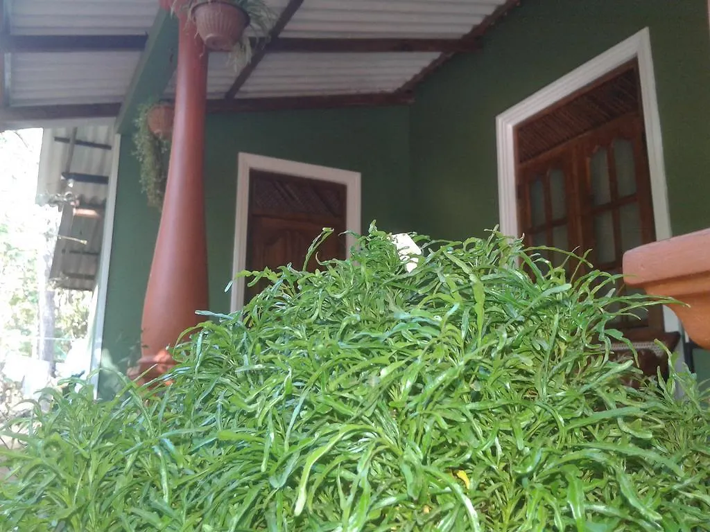 Green Bamboo House Сигирия